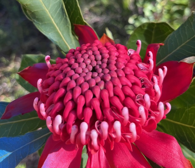 About Me - Waratah Flower