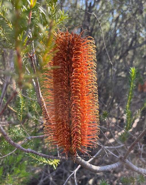 Hiking Adventure For 26 June 2024 - Australian Native plant