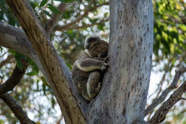 10 Rules For Hiking Safety - Koala in a tree