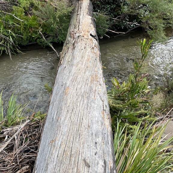 Gooch's Crater Hike Guide- Log crossing