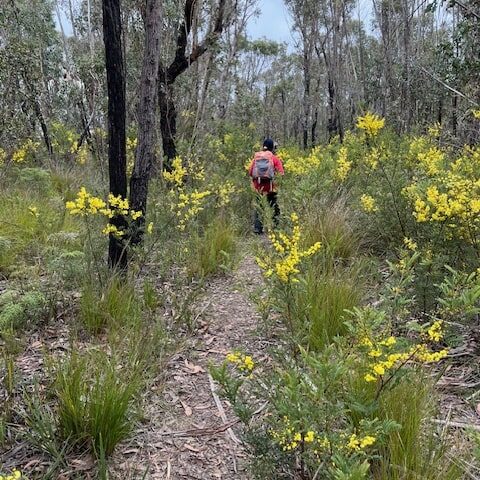 Gooch's Crater Hike Guide- Wattle fields