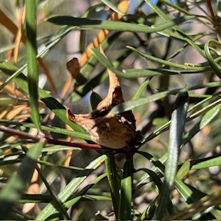 Hike From Blaxland To Glenbrook Devil flower seed