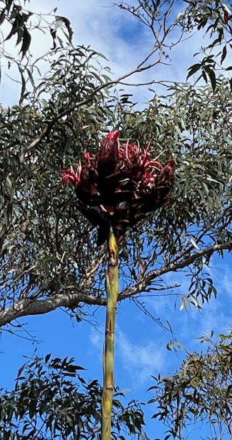 Hiking in the Royal National Park - Gymea Lily