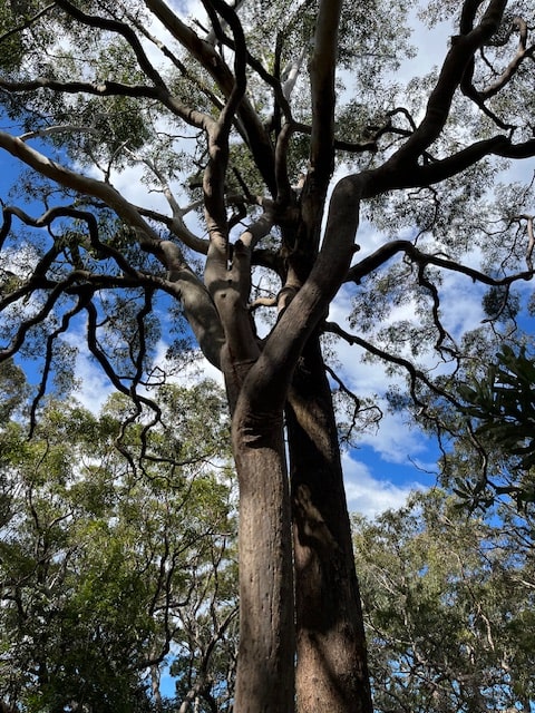 Hiking in the Royal National Park - Intertwined trees