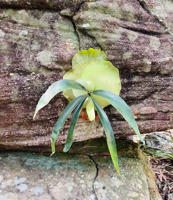 Hiking in the Royal National Park - Staghorn