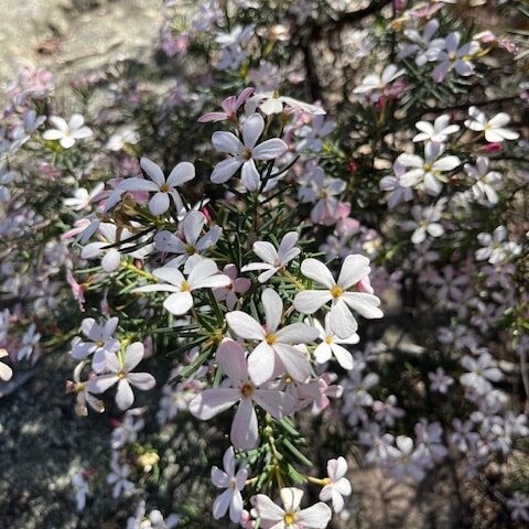 Hike From Blaxland To Glenbrook - Wedding flowers