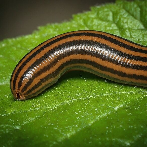 Are Leech Bites Dangerous - Leech on a leaf