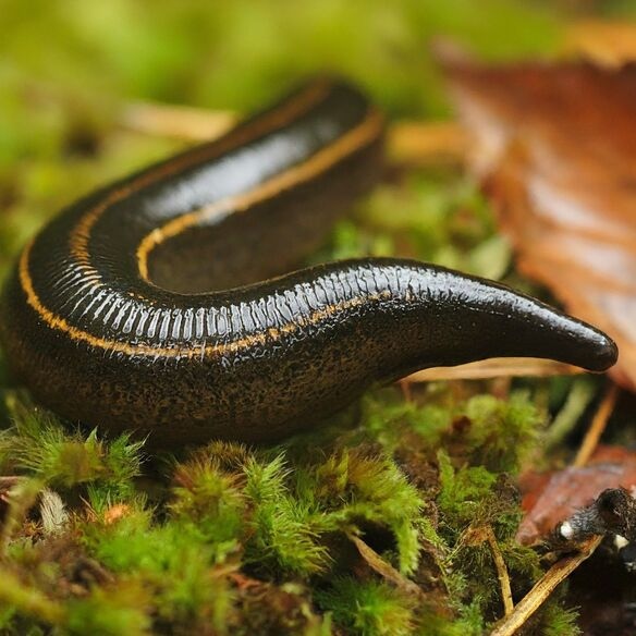 Are Leech Bites Dangerous - leech on the ground