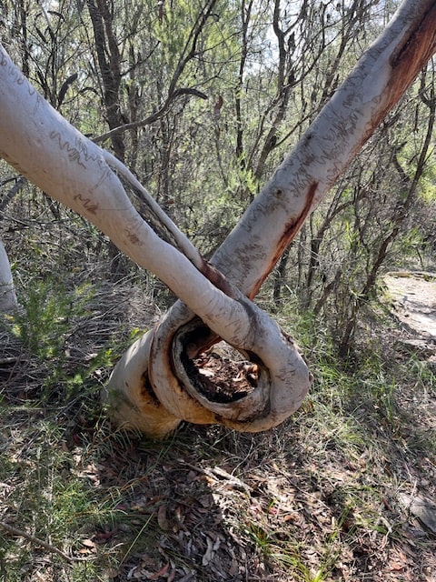 My Hiking Adventure For Hiking In Brisbane Waters National Park - Twisted tree