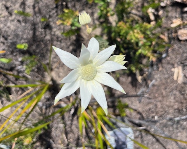 How To Take Nature Photos - Flannel flower from above