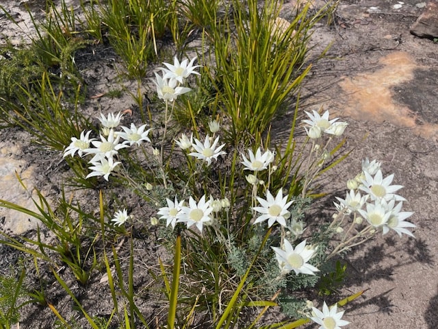 Hiking In Brisbane Waters National Park- Flannel Flowers