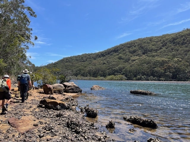 NSW Central Coast Hikes- Wadlkng along the waterway at low tide