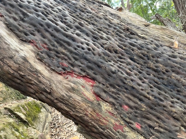 How To Take Nature Photos - Textured tree