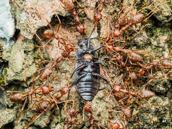 Are Bull Ants Dangerous? - Bull ants eating a bug.