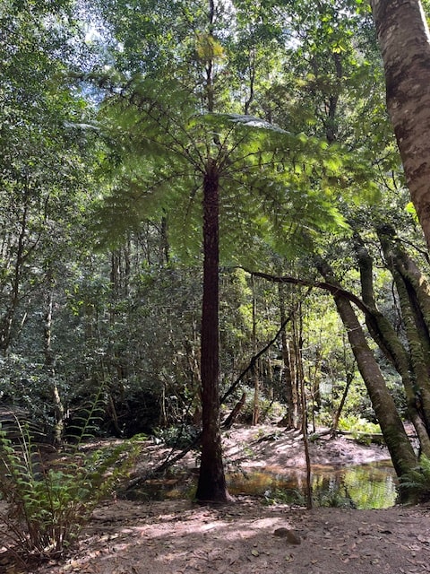 Hiking Adventure For 20 November 24 - Fern at Hat Hill Creek 