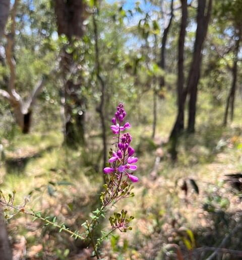 NSW Central Coast Hikes - Wildflowers
