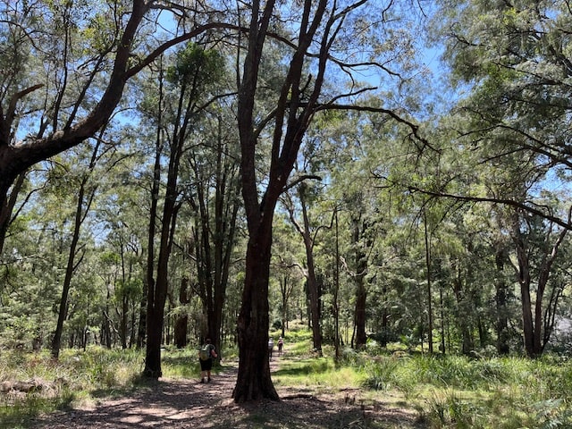 NSW Central Coast Hikes - Donovan's Forest