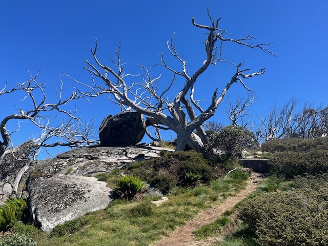 Mount Kosciuszko Facts - Dead Horse Gap Trail