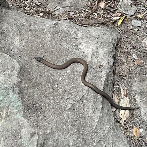 Fortress Ridge Hike Guide - Juvenile brown snake