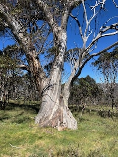 Mount Kosciuszko Facts - Stunning Snow Gum