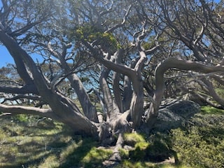 Mount Kosciuszko Facts - A snowgum tree