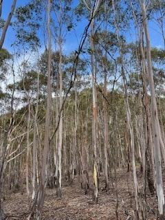 Sawpit Creek Hike - Eucalypt Forest