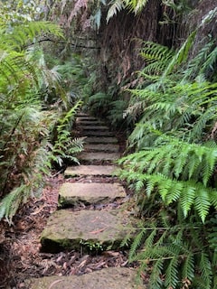 Blue Mountains Sydney Australia