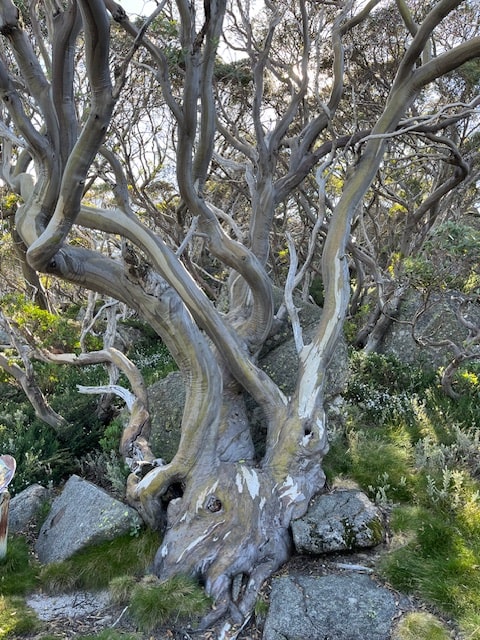 Kosciuszko National Park Mount Stilwell Hike - Snowgum