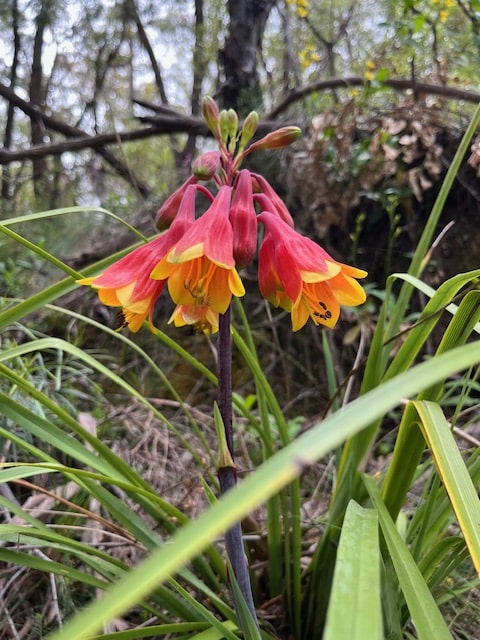 Blue Mountains Sydney Australia - Christmas Bells