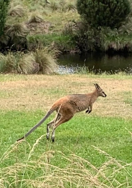 Sawpit Creek Hike - Kangaroo jumping