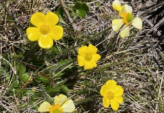 Kosciuszko National Park Mount Stilwell Hike - Gold alpine flowers.