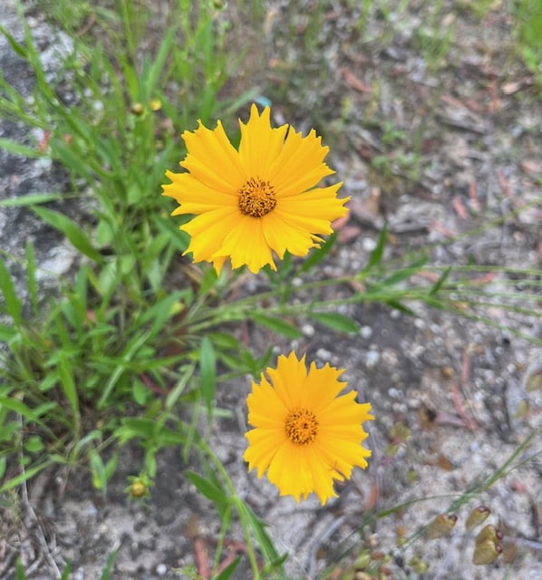 Blue Mountains Sydney Australia- Yellow Coreopsis